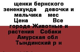 щенки бернского зененхунда. 2 девочки и 2 мальчика(2 мес.) › Цена ­ 22 000 - Все города Животные и растения » Собаки   . Амурская обл.,Тындинский р-н